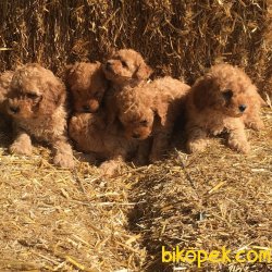 TOY POODLE YAVRULARI 3