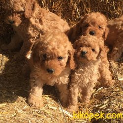 TOY POODLE YAVRULARI 1