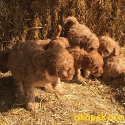 TOY POODLE YAVRULARI 2