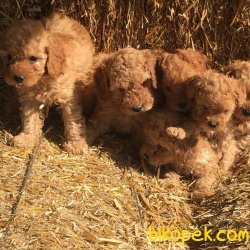 TOY POODLE YAVRULARI 4