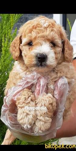TOY POODLE YAVRULARI 1