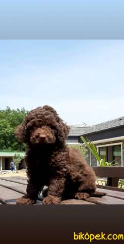 TOY POODLE YAVRULARI 2