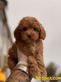 Toy Poodle Yavruları 3
