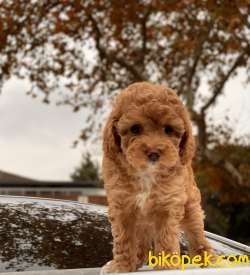 Toy Poodle Yavruları 2