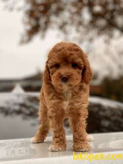 Toy Poodle Yavruları 1