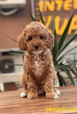 Sağlık Garantili Toy Poodle Yavruları 3