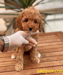 Sağlık Garantili Toy Poodle Yavruları 1