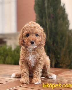 Sağlık Garantili Toy Poodle Yavruları 2