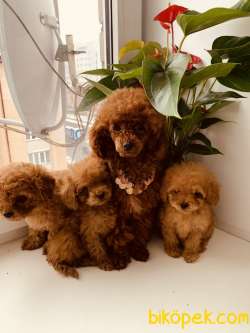 BABY FACE TOY POODLE YAVRULARI 1