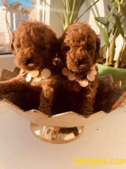 BABY FACE TOY POODLE YAVRULARI 3