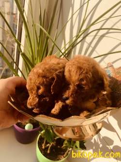 BABY FACE TOY POODLE YAVRULARI 2