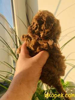BABY FACE TOY POODLE YAVRULARI 4