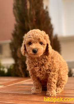Toy Poodle Yavruları 1