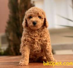 Toy Poodle Yavruları 3