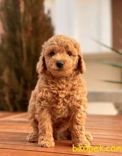 Toy Poodle Yavruları 2