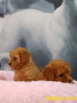 TOY POODLE YAVRULARI 1