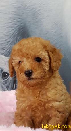 TOY POODLE YAVRULARI 2