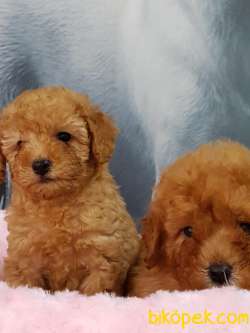 TOY POODLE YAVRULARI 4