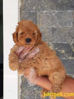 TOY POODLE YAVRULARI 3