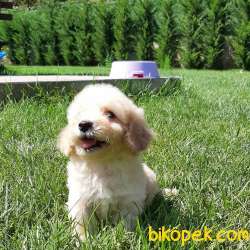 TOY POODLE YAVRULARI 4