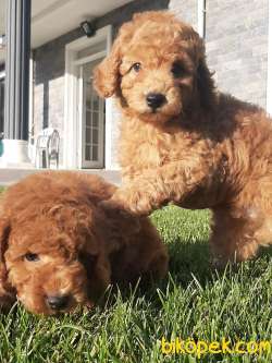 SATILIK TOY POODLE YAVRULARI 4