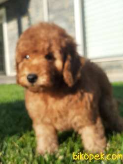 SATILIK TOY POODLE YAVRULARI 5