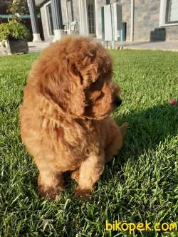 SATILIK TOY POODLE YAVRULARI 3