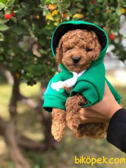 TOY POODLE YAVRULARI 2