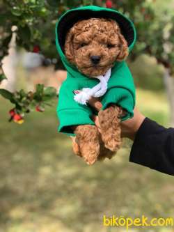 TOY POODLE YAVRULARI 1