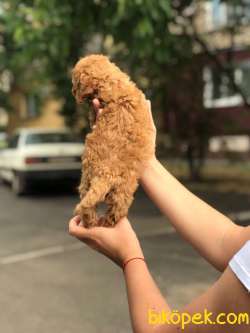 TOY POODLE YAVRULARI 3
