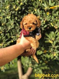 TOY POODLE YAVRULARI 4