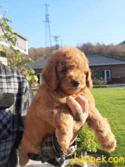 RED BROWN TOY POODLE YAVRULARI 2