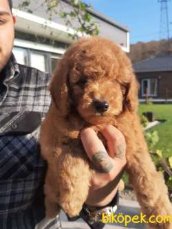 RED BROWN TOY POODLE YAVRULARI 4
