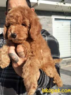 RED BROWN TOY POODLE YAVRULARI 5