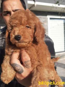 RED BROWN TOY POODLE YAVRULARI 3