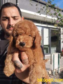 RED BROWN TOY POODLE YAVRULARI 1