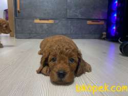 TOY POODLE YAVRULARI 1