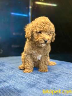 TOY POODLE YAVRULARI 4