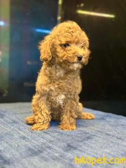 TOY POODLE YAVRULARI 3