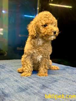 TOY POODLE YAVRULARI 2