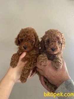 TOY POODLE YAVRULARI