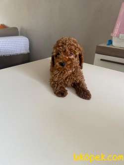 TOY POODLE YAVRULARI 2