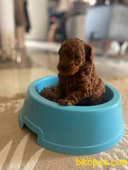 TOY POODLE YAVRULARI 3