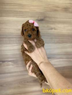 TOY POODLE YAVRULARI 2