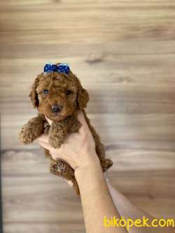 TOY POODLE YAVRULARI 3