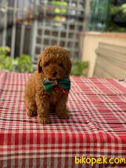 TOY POODLE YAVRULARI