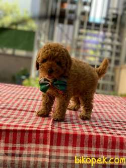 TOY POODLE YAVRULARI 3