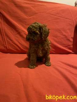 TOY POODLE YAVRULARI 2