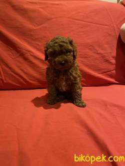 TOY POODLE YAVRULARI