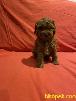 TOY POODLE YAVRULARI 3